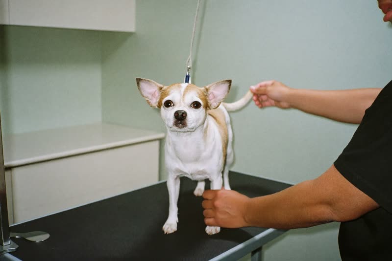 A dog standing calmly on a grooming table in a bright grooming room