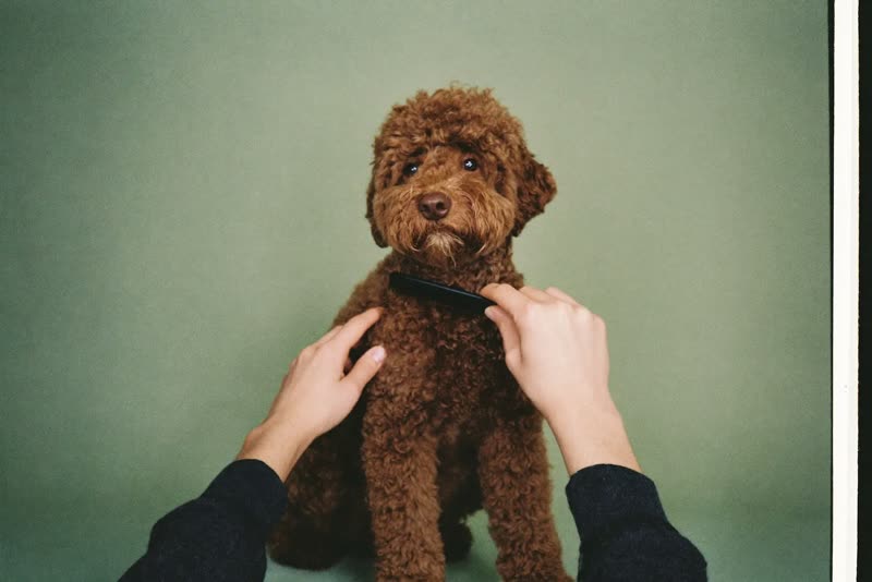 Hands combing through a curly-coated dog's chest