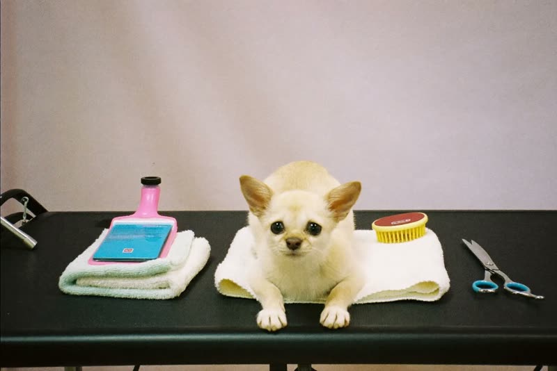 Clean towels, brushes, comb and scissors laid out ready for a groom
