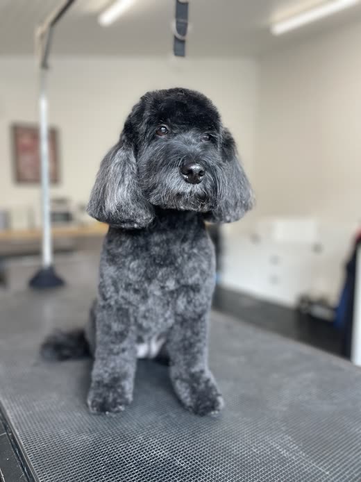 Freshly groomed grey curly-coated cockapoo on the grooming table at Orchard Paws
