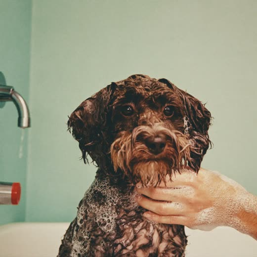 A small dog being bathed and shampooed