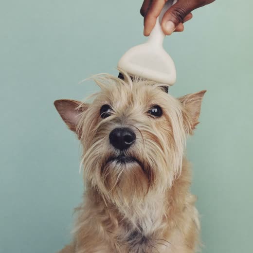 A terrier being brushed and de-shedded