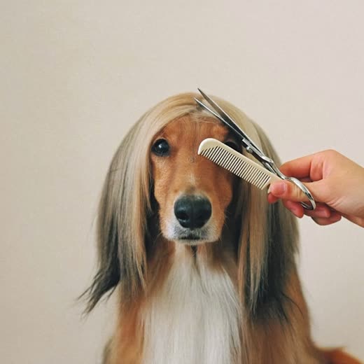 A dog having its face and muzzle tidied with scissors